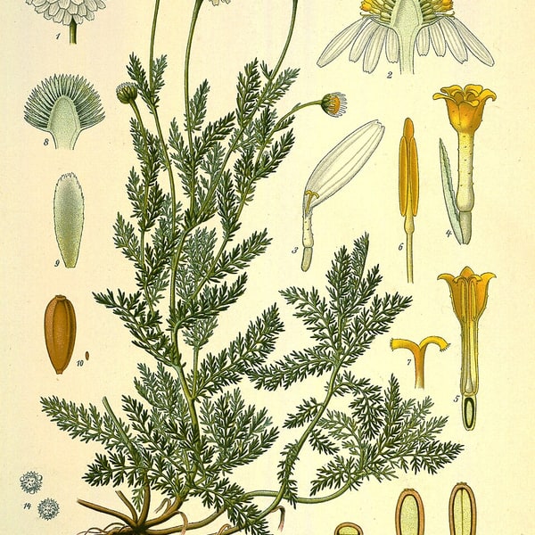 Chamomile Seed