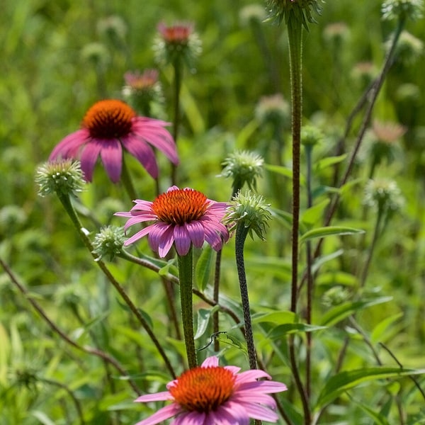 Echinacea Seed