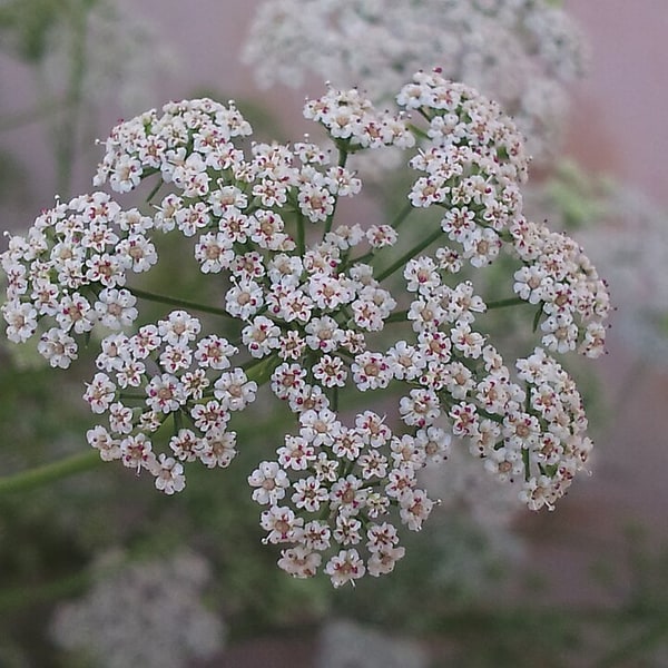 Ajwain Seed for sowing