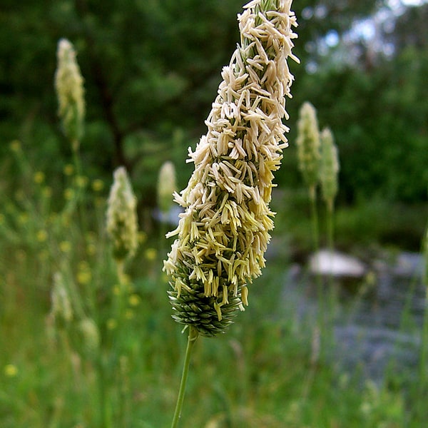 Pasture Grass Seed