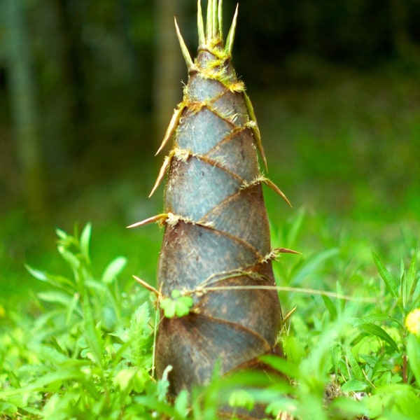 Bamboo Seed