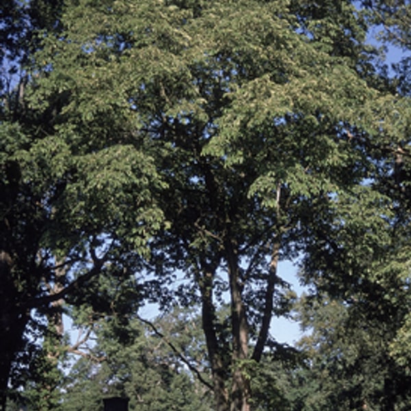 Tree Seed for nursery