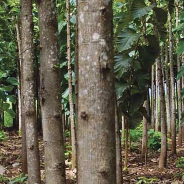 Teak Seed