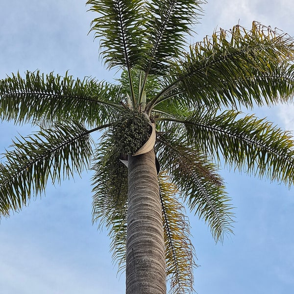 Ornamental Palm Seed