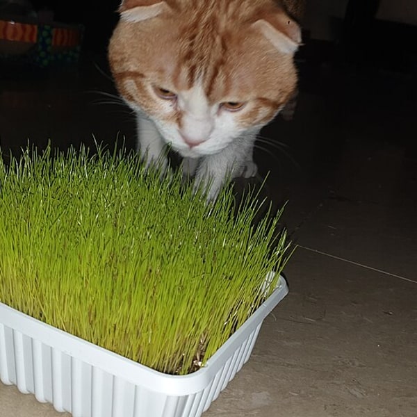 Microgreen Seeds for sowing